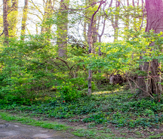 Invasive Plant Removal Starts June 9 in Two City Parks